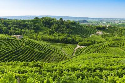 The Original Private Prosecco Tour by a Local Guide Prosecco di Marca The Original Private Prosecco Tour by a Local Guide Prosecco di Marca
