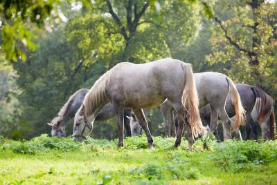 Private Half-Day Tour to Lipizzaner Horses from Trieste