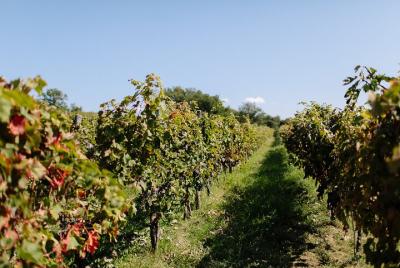  Private Wine Tasting Tour in Slovenia from Trieste