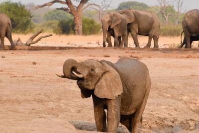 Wildlife and nature, Victoria Falls, Hwange, Chobe day trip 6 nig Wildlife and nature, Victoria Falls, Hwange, Chobe day trip 6 nig