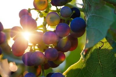Piemonte English Private Wine Tasting & Local Lunch from Turin by Piemonte English Private Wine Tasting & Local Lunch from Turin by