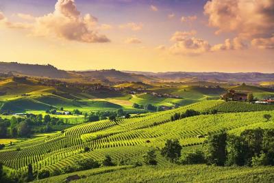 From Turin, Langhe wine tour with Transfer and Lunch From Turin, Langhe wine tour with Transfer and Lunch