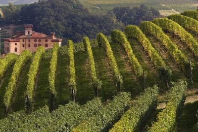 Private Tour: Piedmont Wine Tasting of the Barolo Region Private Tour: Piedmont Wine Tasting of the Barolo Region