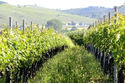 Barbaresco Experience Barbaresco Experience