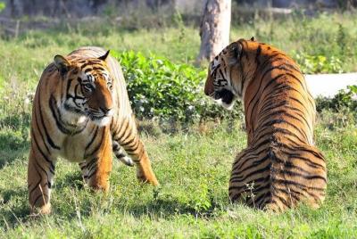 5-Day Tour to Delhi, Agra, Jaipur, Ranthambhore with one-way Comm 5-Day Tour to Delhi, Agra, Jaipur, Ranthambhore with one-way Comm