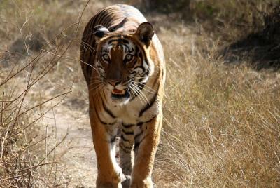Bhadra Wildlife Sanctuary and Hassan from Bangalore Bhadra Wildlife Sanctuary and Hassan from Bangalore