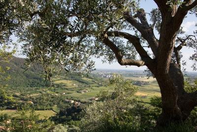 From Venice Olive Oil & Wine in the Euganean Hills From Venice Olive Oil & Wine in the Euganean Hills