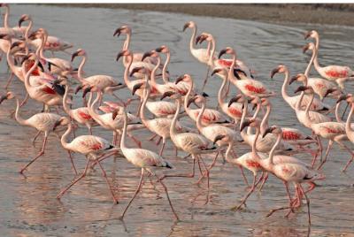Lio piccolo: flamingos & birdwatching bike tour in the Venetian lagoon Lio piccolo: flamingos & birdwatching bike tour in the Venetian lagoon