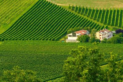 Private Full-Day Organic Prosecco Tasting Tour from Venice Private Full-Day Organic Prosecco Tasting Tour from Venice