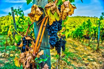 Valpolicella Day Trip from Venice: Wine Tasting and Verona Valpolicella Day Trip from Venice: Wine Tasting and Verona