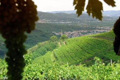 Amarone-Soave wine tour. Visit Verona. From Venice Amarone-Soave wine tour. Visit Verona. From Venice