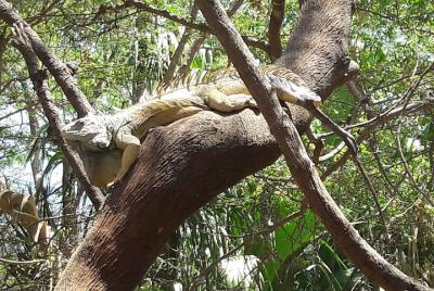 Huatulco National Park Walking and Snorkeling Tour Huatulco National Park Walking and Snorkeling Tour