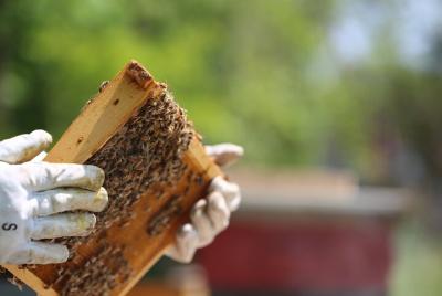 Visit a Bee Apiary and Taste Local Honey Visit a Bee Apiary and Taste Local Honey