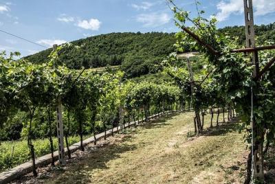 Special wine tour from Verona with 3 wine tasting experiences Special wine tour from Verona with 3 wine tasting experiences