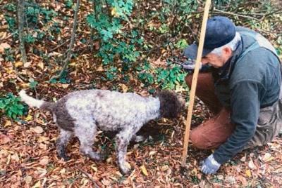 From Verona:The Truffle hunting experience in the woods From Verona:The Truffle hunting experience in the woods