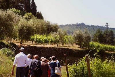 Amarone wine tasting in Verona for small groups Amarone wine tasting in Verona for small groups
