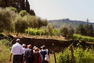 Valpolicella and Amarone wine tasting experience from Verona Valpolicella and Amarone wine tasting experience from Verona