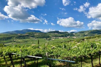2-Hour Amarone Wine Tasting Valpolicella Classico 2-Hour Amarone Wine Tasting Valpolicella Classico