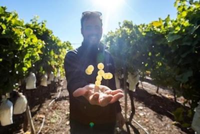 Alicante Wine Tour with Wine Tasting and Hotel Pickup Alicante Wine Tour with Wine Tasting and Hotel Pickup