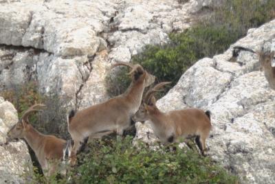 Private Guided Tour to Torcal de Antequera Private Guided Tour to Torcal de Antequera