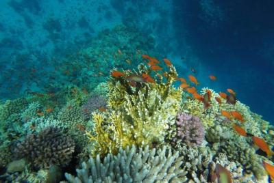 Giftun island Sea Trip VIP ( Orange bay _Paradise island )