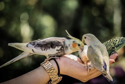 Davao Twin Countryside Private Tour 