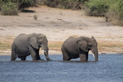 Full-Day Safari Tour to Chobe National Park with Boat Ride Full-Day Safari Tour to Chobe National Park with Boat Ride