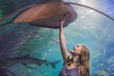 Dubai Mall Aquarium & Underwater Zoo Basic Tickets Dubai Mall Aquarium & Underwater Zoo Basic Tickets