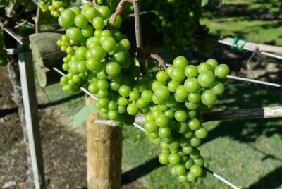 Guided tour of Txakoli wine tasting and tasting of wine and typical products Guided tour of Txakoli wine tasting and tasting of wine and typical products