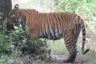 Mission Big Cat in Chitwan, 5 nights/6 days package. Mission Big Cat in Chitwan, 5 nights/6 days package.