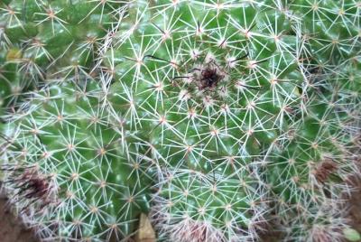 Walking around moshi Walking around moshi