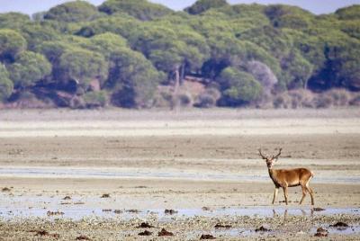 Private Day Trip from Jerez: Doñana National Park & Sanlucar