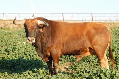 Private Tour from Cadiz: Brave Bull Private Tour from Cadiz: Brave Bull's Ranch and Visit to Jerez de la Frontera
