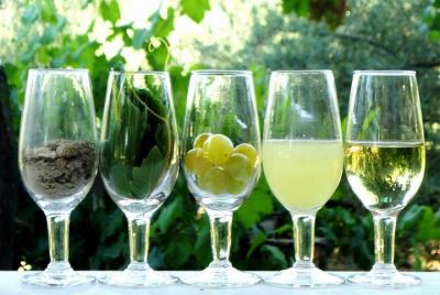 Wine Tasting of Jerez de la Frontera