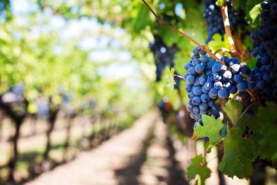 Full-Day Boutique Winery and Wine Tasting Tour from Fez Full-Day Boutique Winery and Wine Tasting Tour from Fez