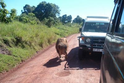 TANZANIA EXPERIENCE;4 Days Photographic wildlife Safari,Serengeti TANZANIA EXPERIENCE;4 Days Photographic wildlife Safari,Serengeti