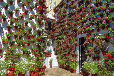 Guided Tour to the Popular Patios of Cordoba Guided Tour to the Popular Patios of Cordoba