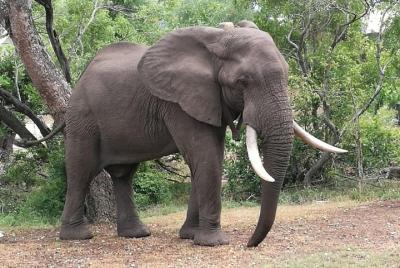 Sunset Cruise and Chobe Safari Full Day Combo Sunset Cruise and Chobe Safari Full Day Combo