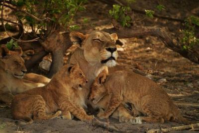 2-Day Camping Safari in Chobe National Park from Victoria Falls 2-Day Camping Safari in Chobe National Park from Victoria Falls
