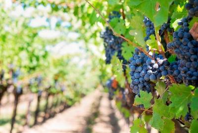 Tenerife Gastronomy Tour with Two Winery Visits and 4-Course Lunc Tenerife Gastronomy Tour with Two Winery Visits and 4-Course Lunc