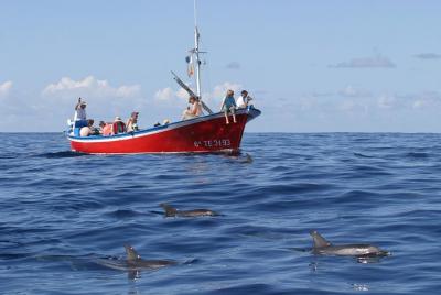 Whale and Dolphin Watching in the Canary Islands