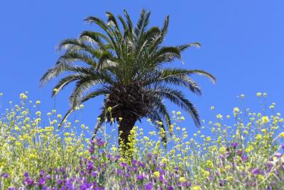 La Gomera Herbal Hike La Gomera Herbal Hike