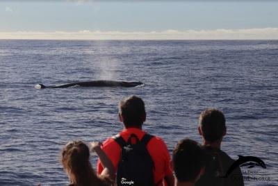 Whales & dolphins plus coastal highlights in La Palma with marine biologists Whales & dolphins plus coastal highlights in La Palma with marine biologists