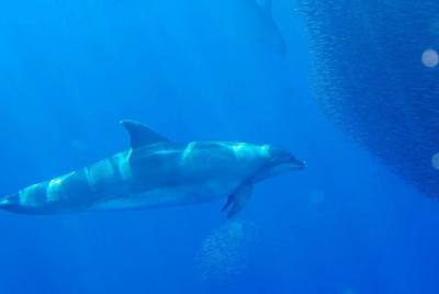 FANCY II Northern Route Observation of whales and dolphins FANCY II Northern Route Observation of whales and dolphins