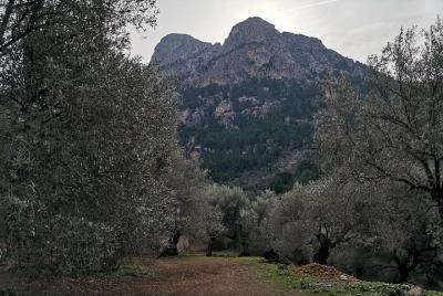 Olive Oil Culture + Tasting Olive Oil Culture + Tasting