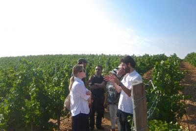 Wine Tasting Small Group Tour from Madrid