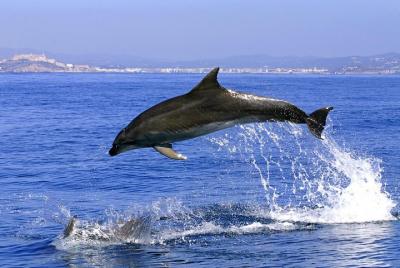 Gibraltar Dolphins Full Day Trip from Costa del Sol Gibraltar Dolphins Full Day Trip from Costa del Sol