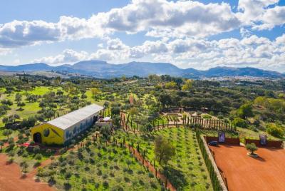 Guided Tour and Olive Oil Tasting in Ronda Guided Tour and Olive Oil Tasting in Ronda