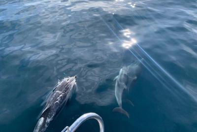 Sailing and Dolphin Watching in Marbella Sailing and Dolphin Watching in Marbella