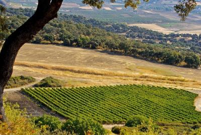 Ronda Private Full Day Wine Tour with Tapas Ronda Private Full Day Wine Tour with Tapas
